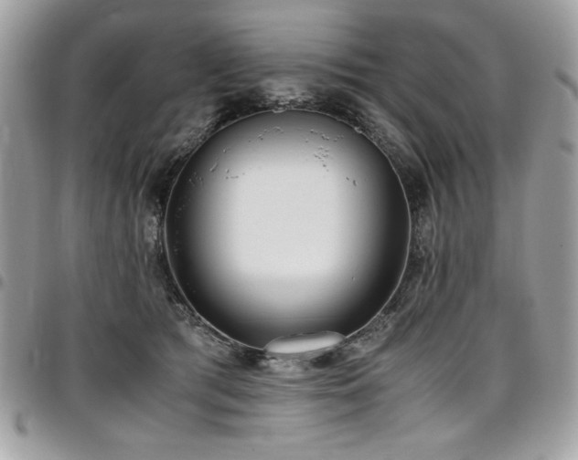 X0000097300417200802151443