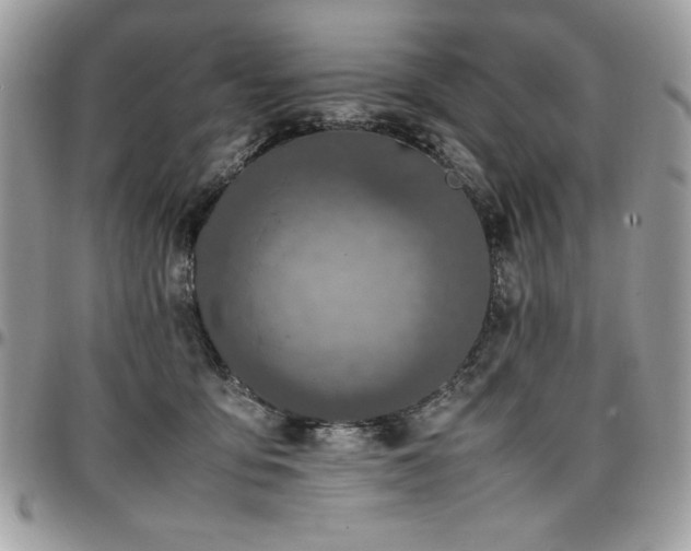 X0000097300419200802151443