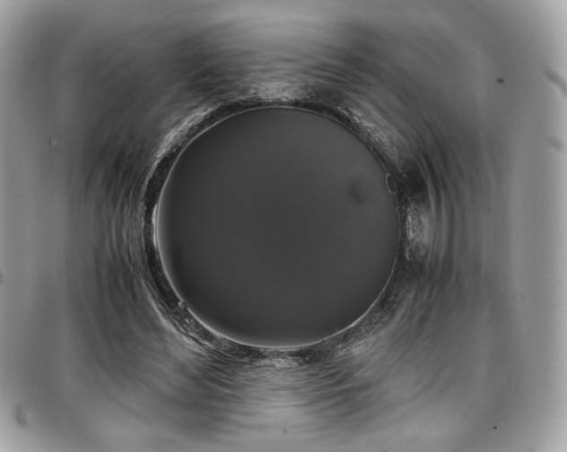 X0000097300492200802151442