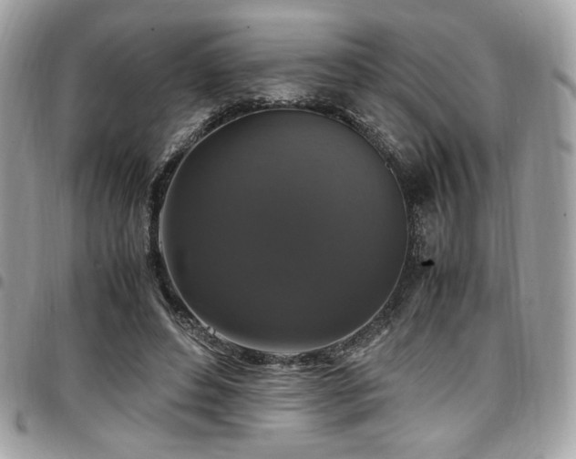 X0000097300496200802151442
