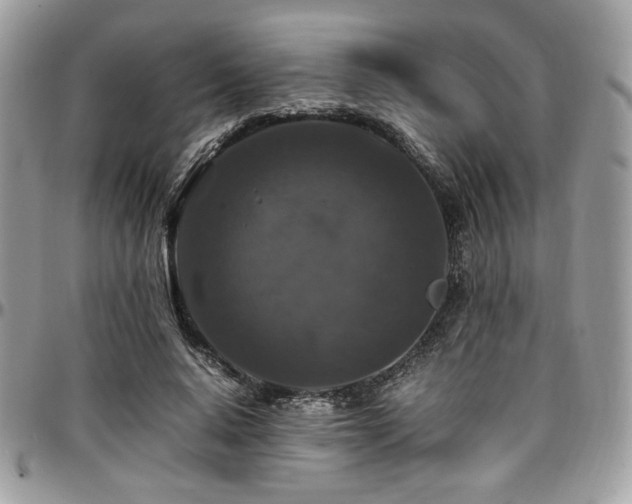 X0000097300640200802151439