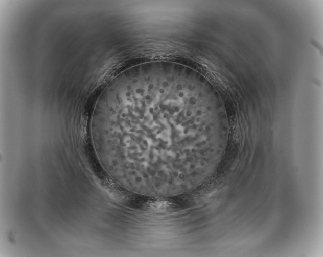 X0000097300695200802151439