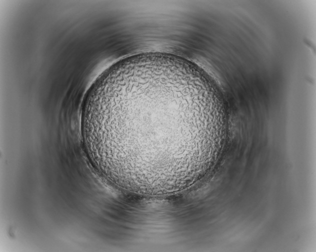 X0000097300886200802151436