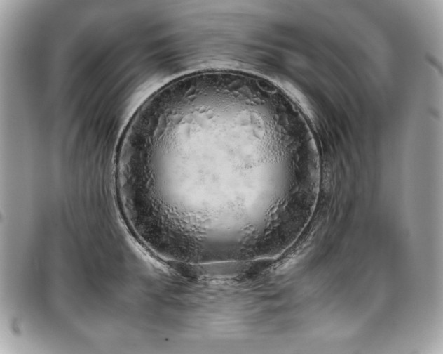 X0000097300903200802151435