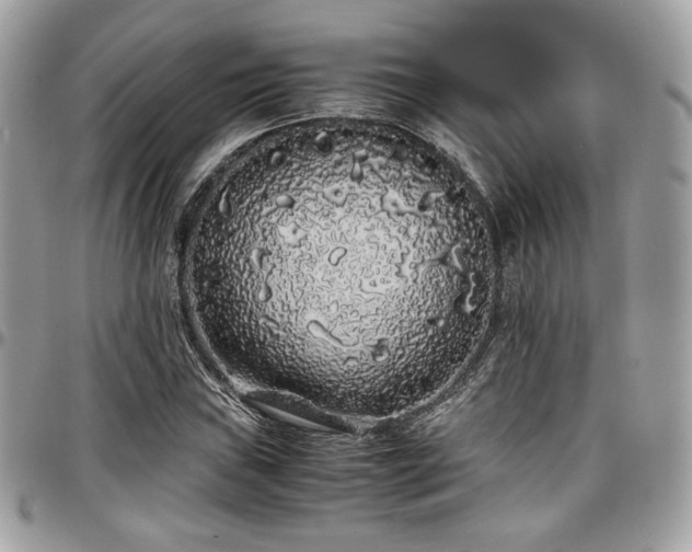X0000097301019200802151433