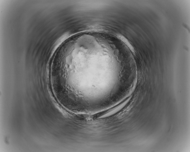 X0000097301099200802151432