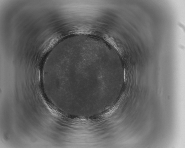 X0000097300205200802221343