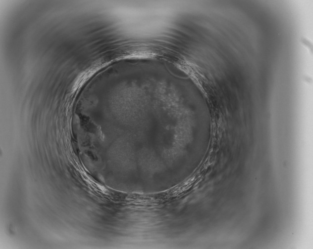 X0000097300337200802221340