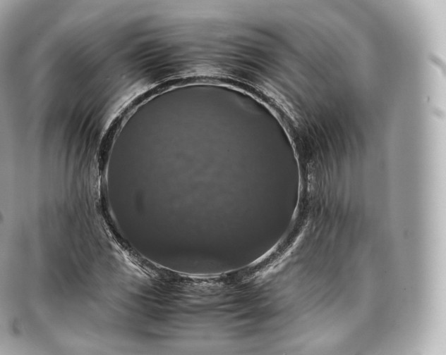 X0000097301117200802221329