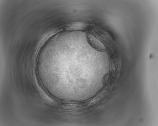 X0000097300049200802291822