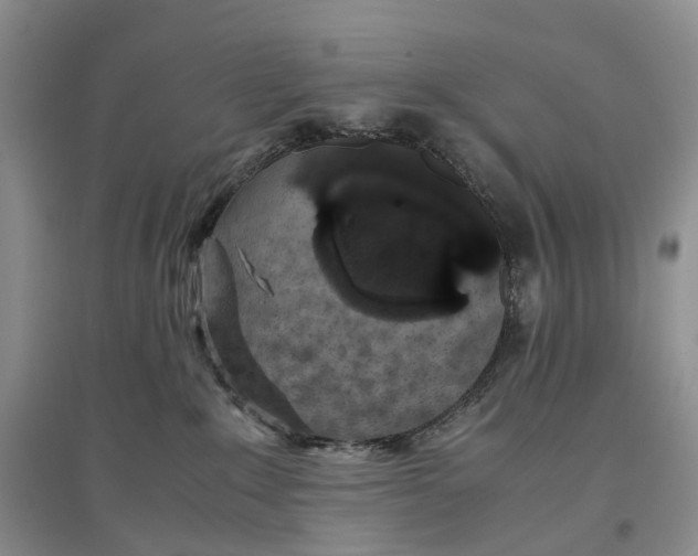 X0000097300235200802291820