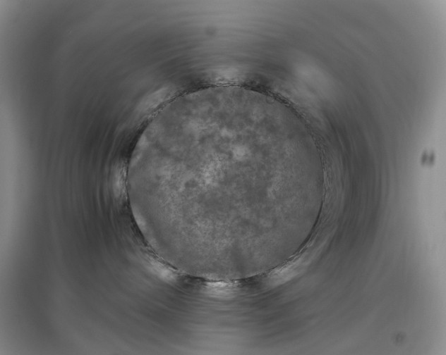 X0000097300240200802291820