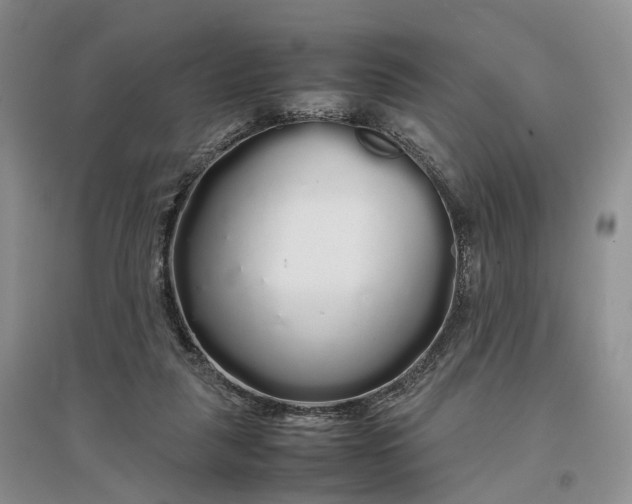 X0000097300259200802291820