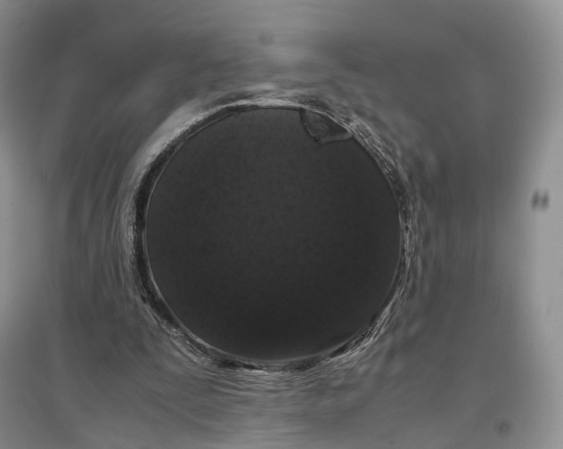 X0000097300295200802291819