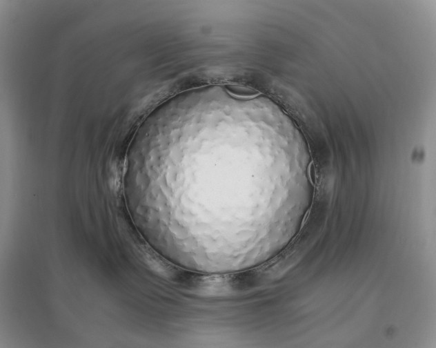 X0000097300335200802291819