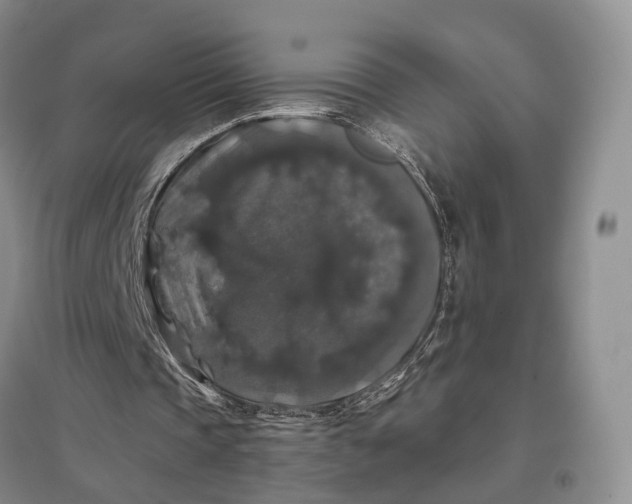 X0000097300337200802291818