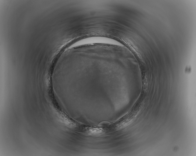 X0000097300355200802291818