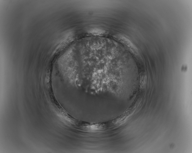 X0000097300365200802291818