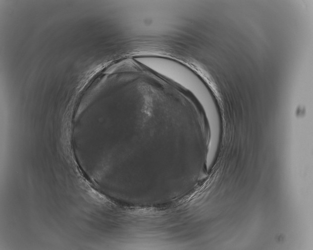 X0000097300385200802291818