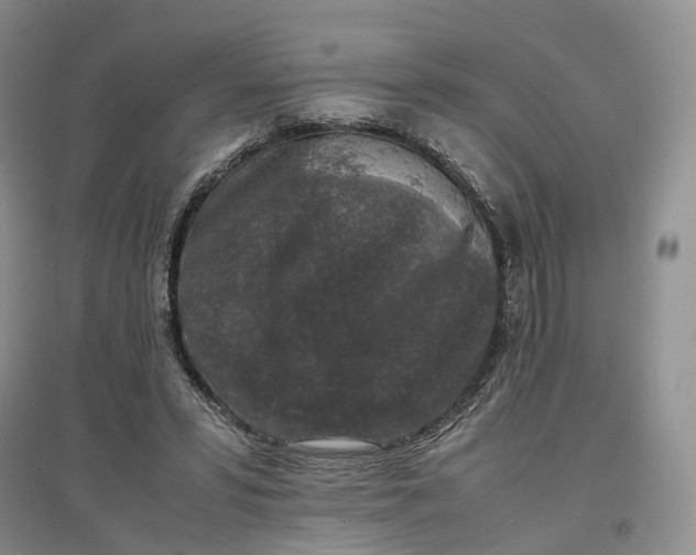 X0000097300399200802291818