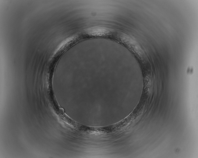 X0000097300400200802291818