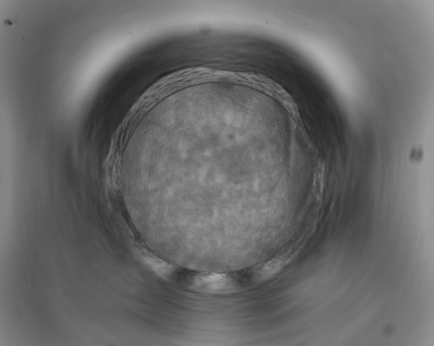 X0000097300431200802291817