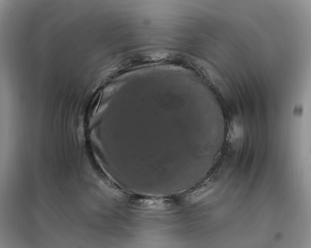 X0000097300524200802291816