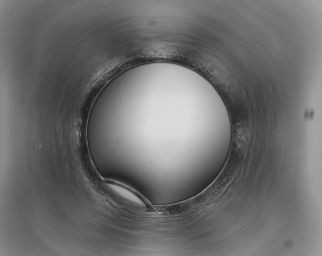 X0000097300544200802291815