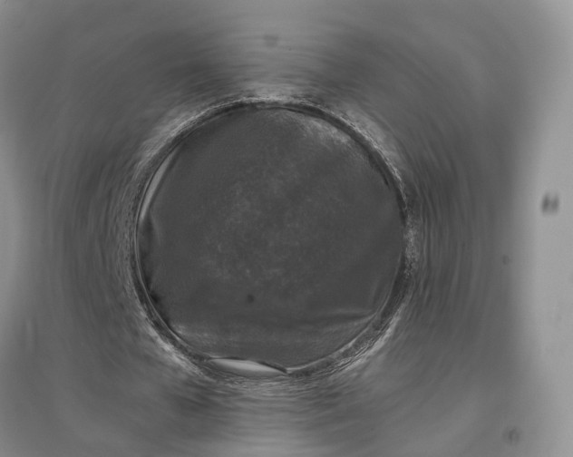 X0000097300577200802291815