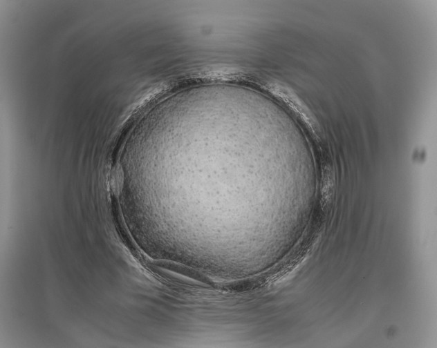 X0000097300585200802291815