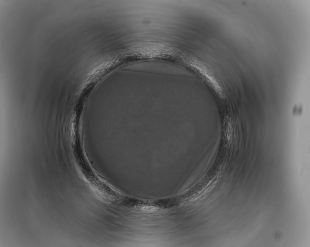 X0000097300590200802291815