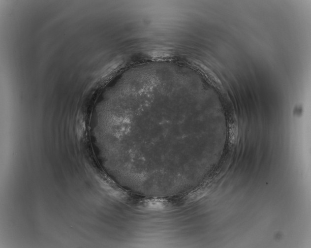 X0000097300618200802291815