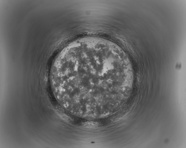 X0000097300691200802291814