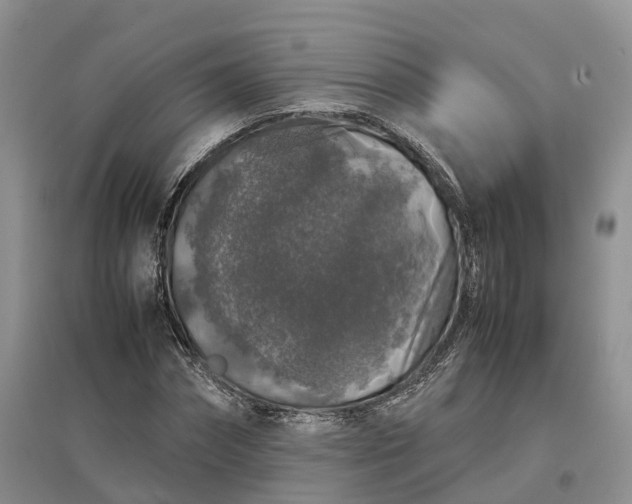 X0000097300874200802291811