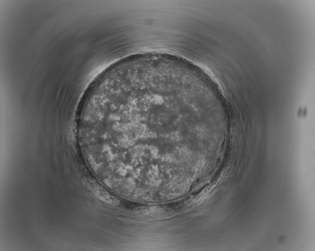 X0000097300879200802291811