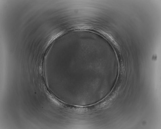 X0000097300889200802291811