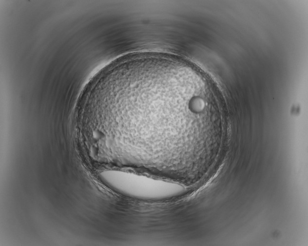 X0000097300925200802291810