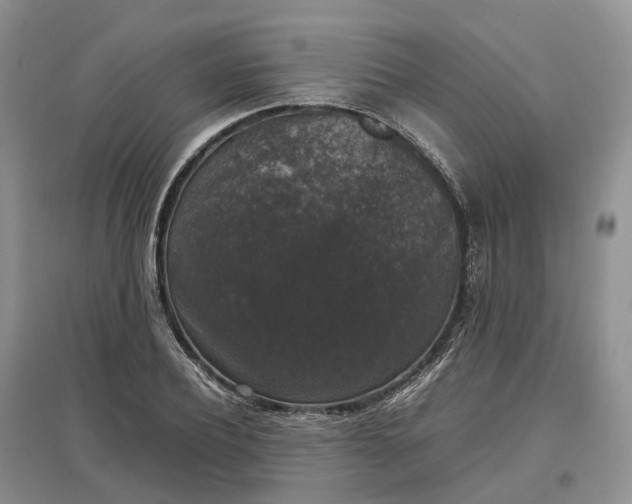 X0000097300932200802291810