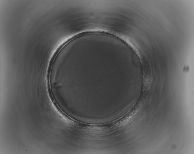 X0000097300943200802291810