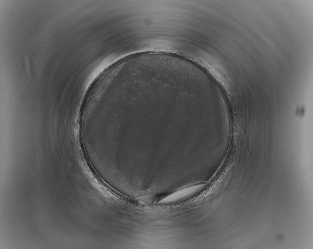 X0000097300944200802291810