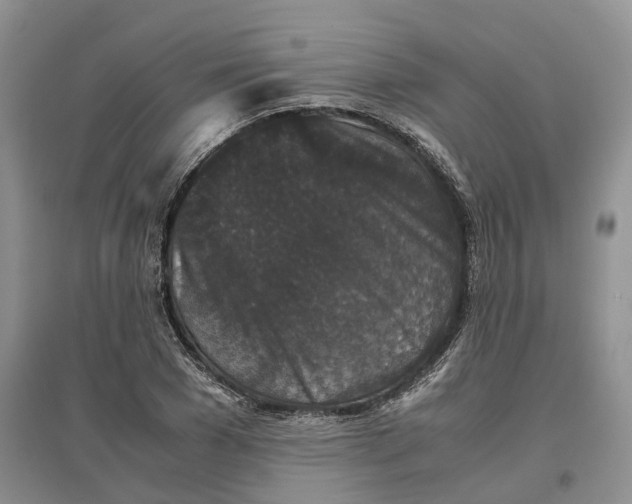 X0000097300977200802291810