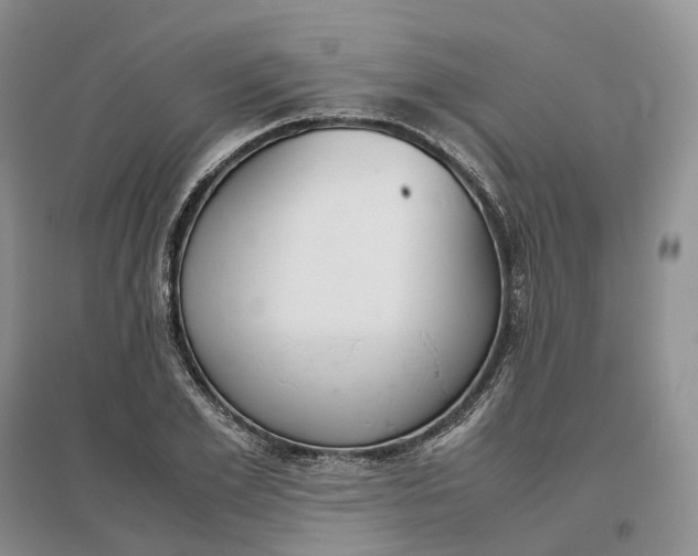 X0000097300981200802291810