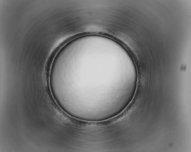 X0000097301022200802291809