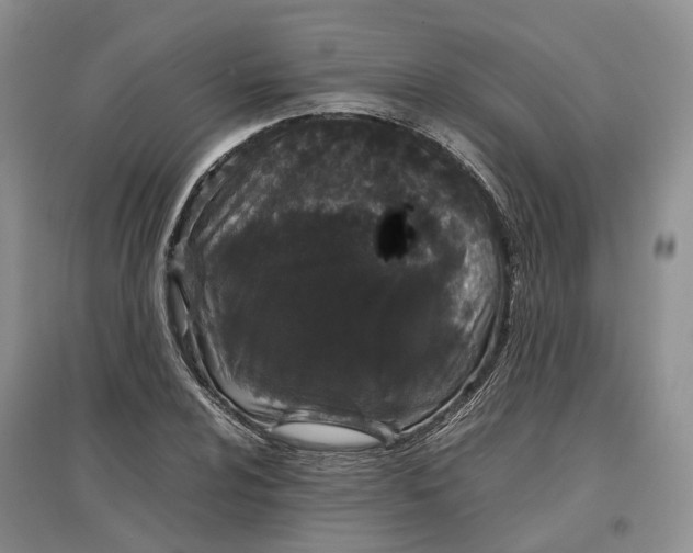 X0000097301024200802291809