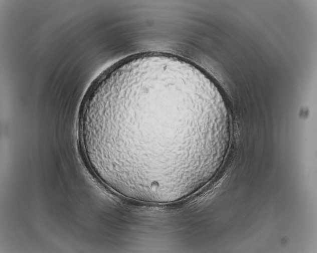 X0000097301028200802291809