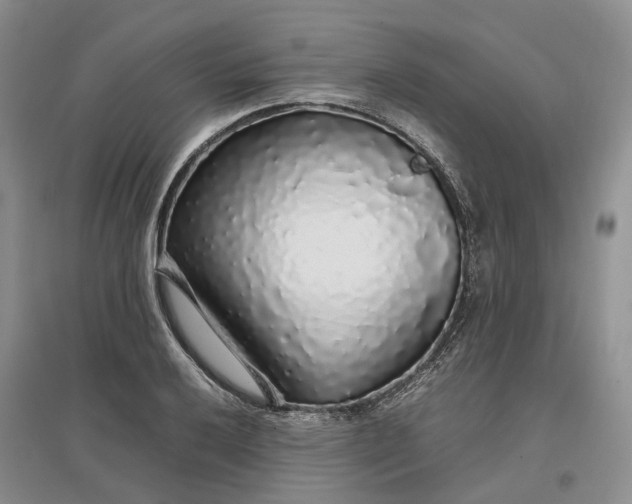 X0000097301032200802291809