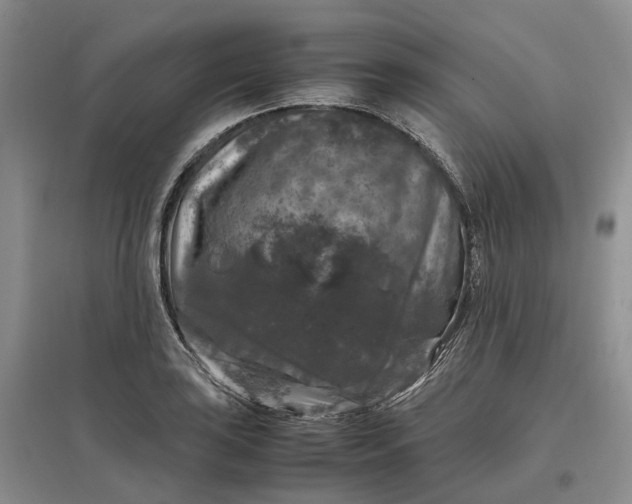 X0000097301035200802291809