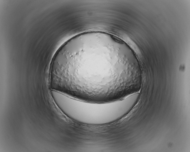 X0000097301052200802291809