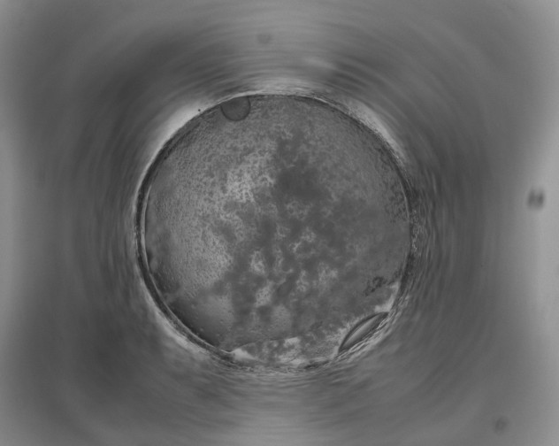 X0000097301087200802291808