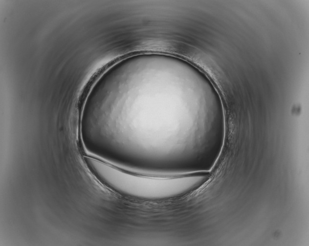 X0000097301123200802291807